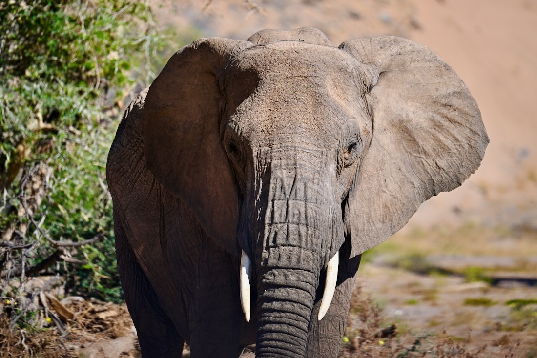 Ein Elefant im Damaraland in Namibia