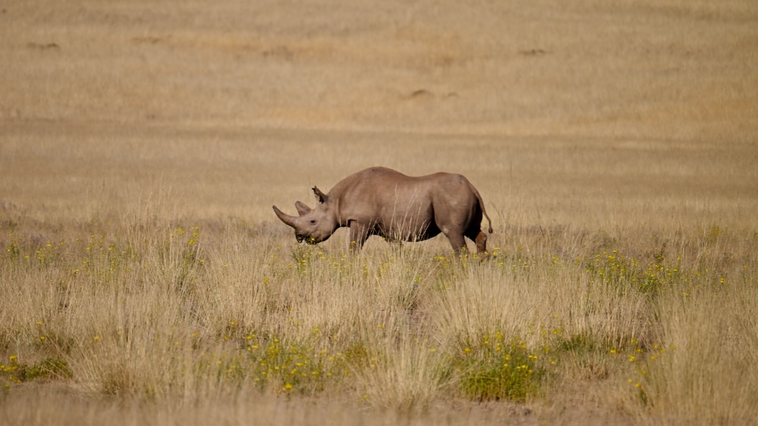 Ein Nashorn im Desert Rhino Camp von Wilderness