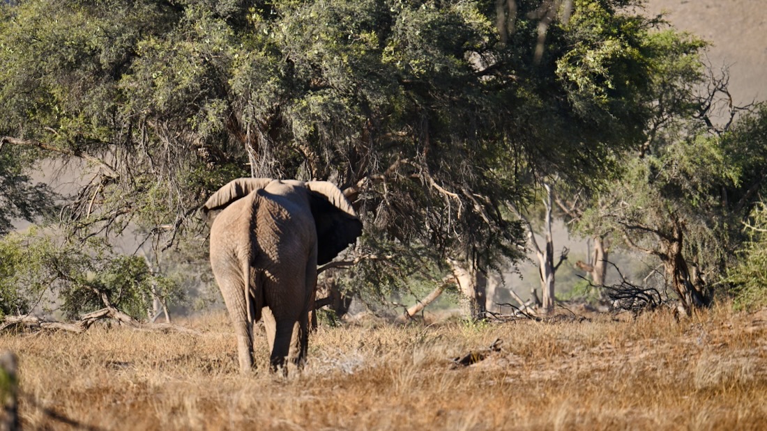 Elefant in Namibia im Damaraland