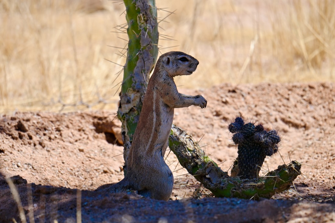 Erdmännchen in Solitair in Namibia