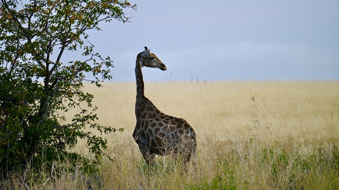 Giraffe im Desert Rhino Camp von Wilderness