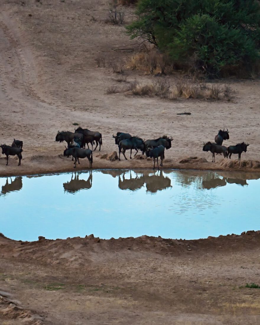 Gnu-Herde bei Gamedrive vom Midgard von O&L Leisure