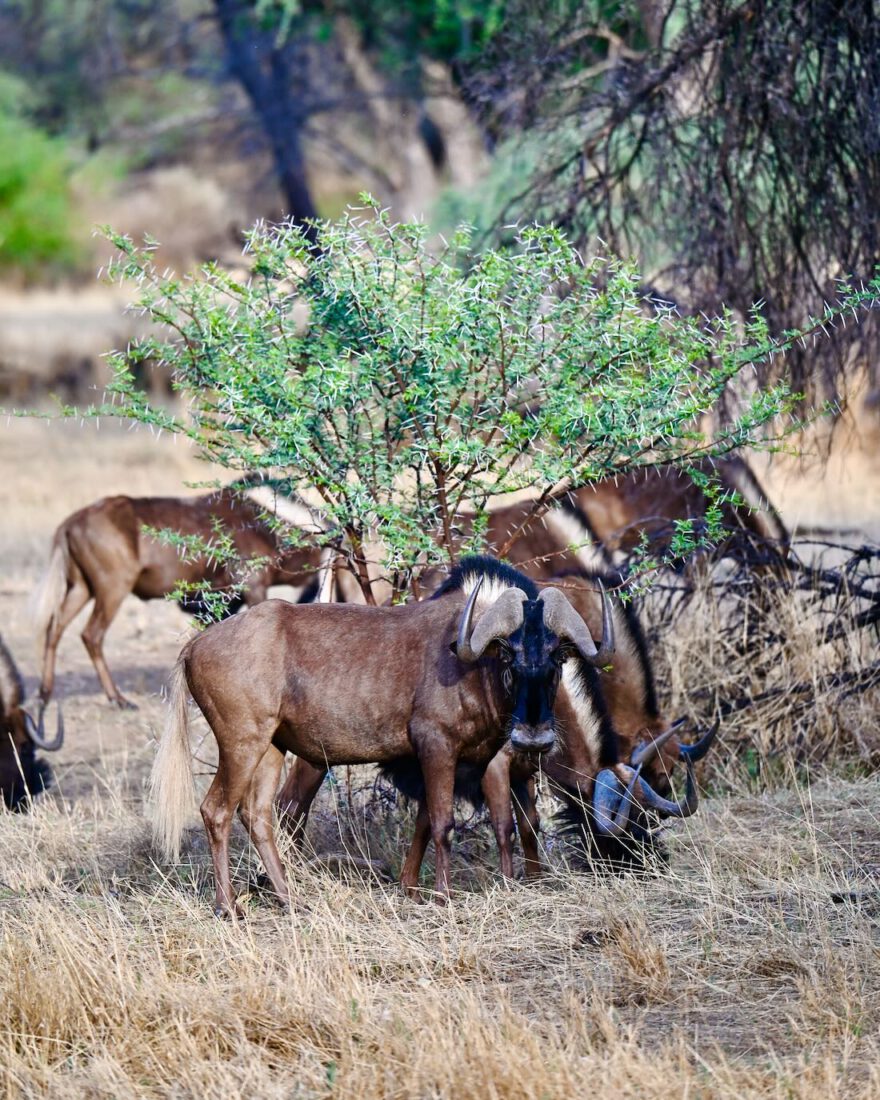 Gnu bei Gamedrive vom Midgard von O&L Leisure