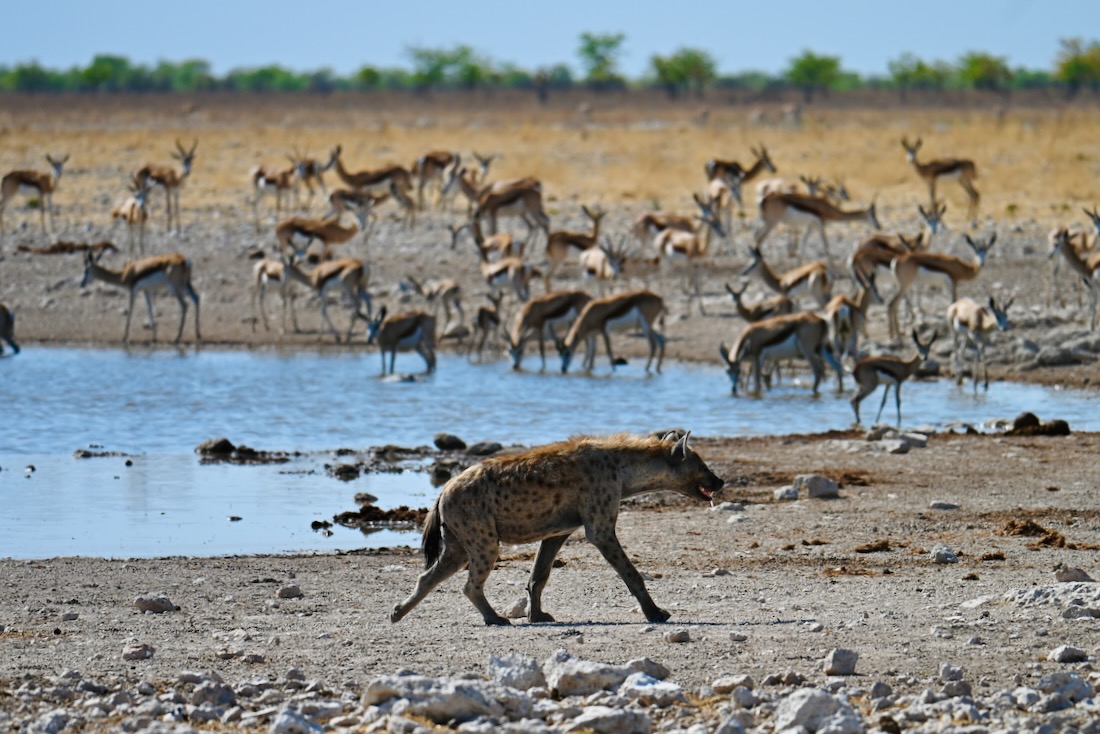 Hyäne im Etosha Nationalpark