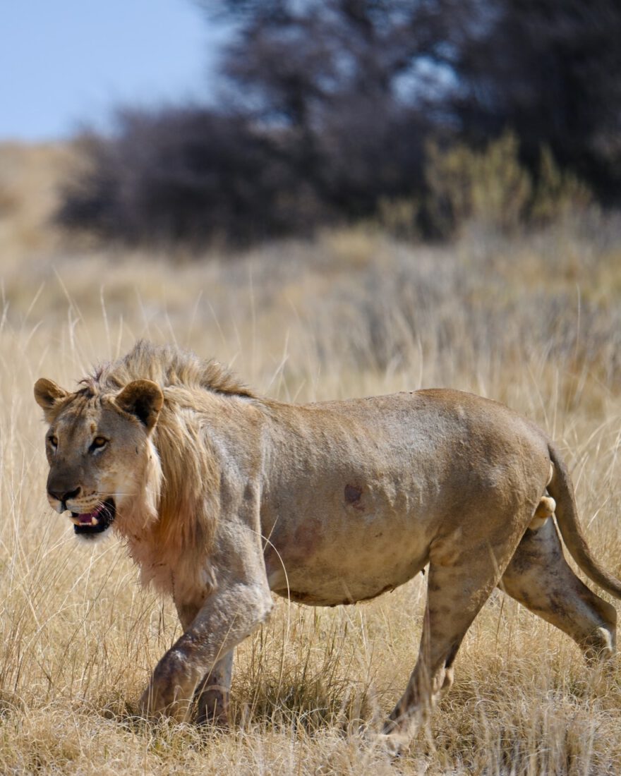 Löwe im Etosha Nationalpark