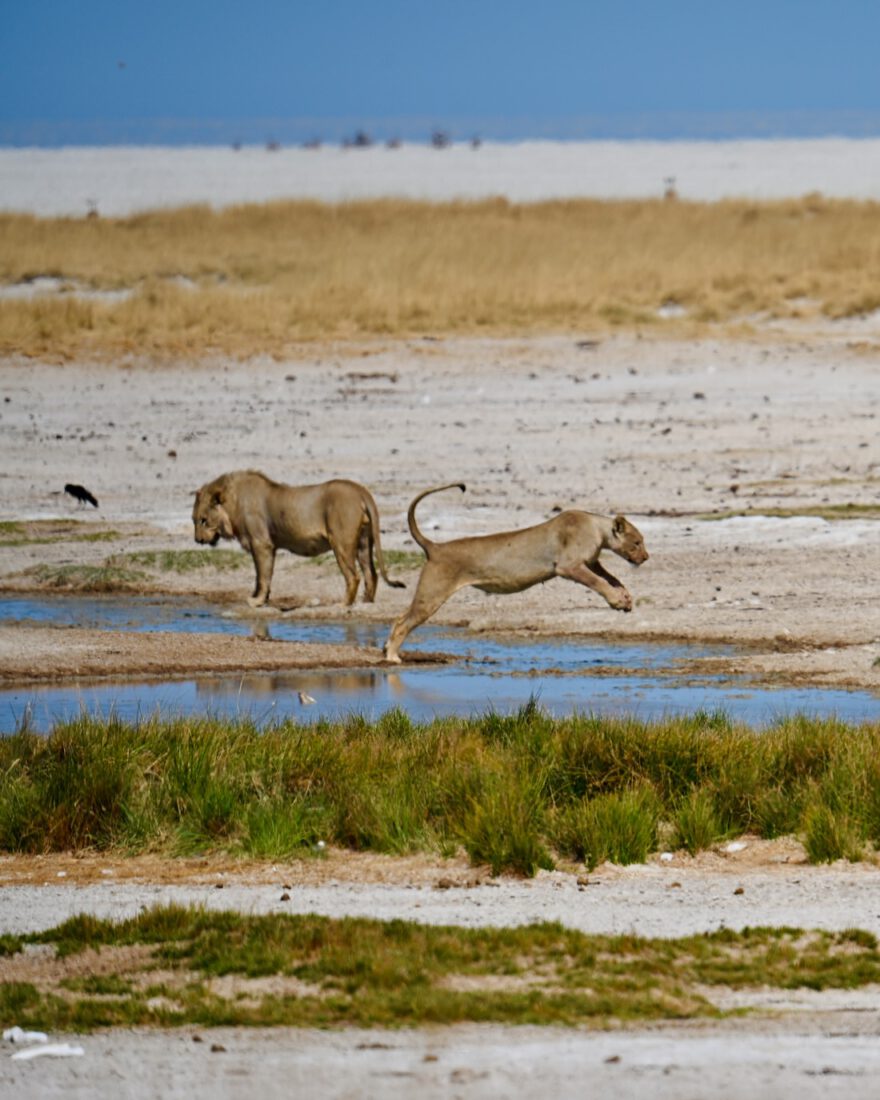 Löwen im Etosha Nationalpark