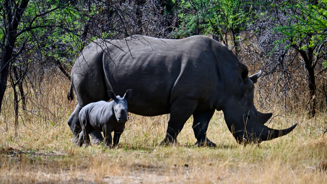 Nashorn im Ghaub Nature Reserve
