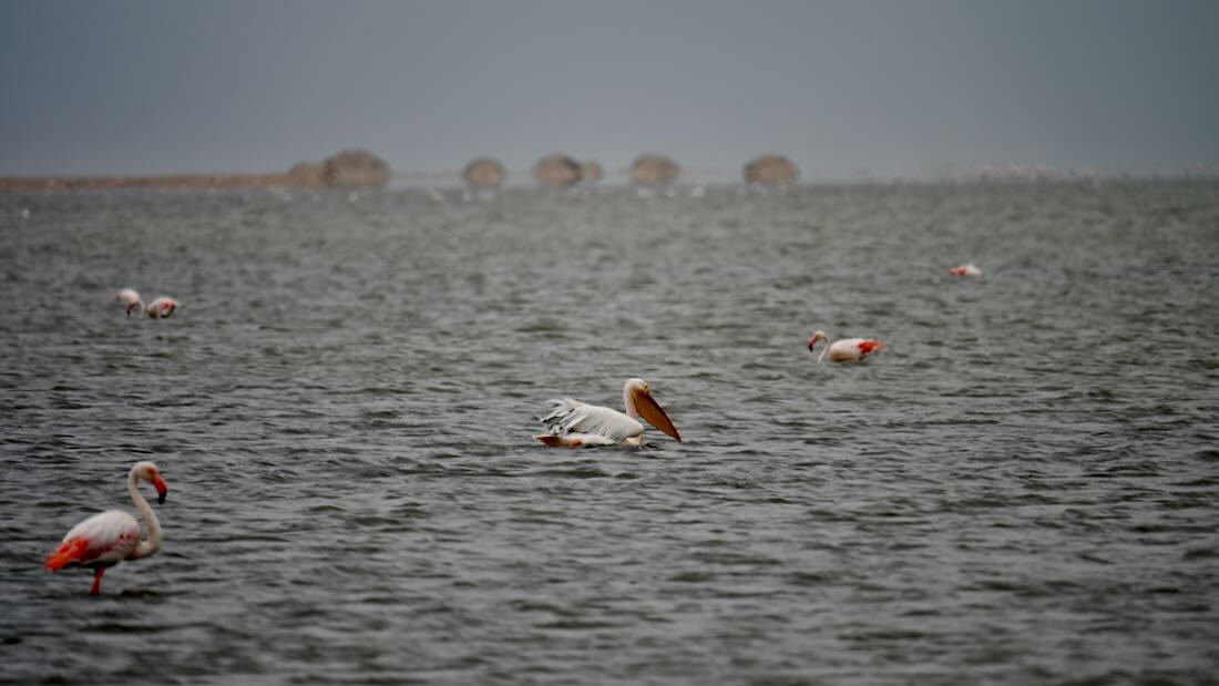 Pelikan und Flamingos im Wasser von Walfis Bay