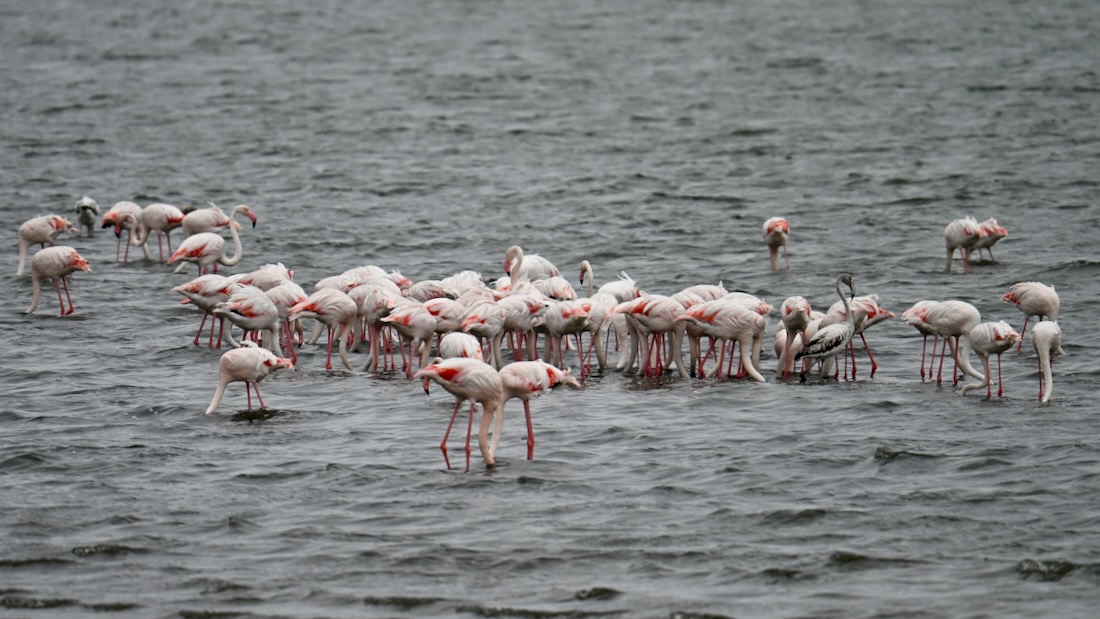 Pelikane in Walvis Bay Namibia
