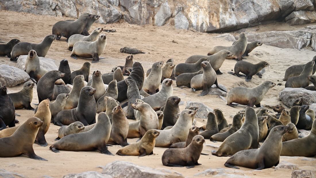 Robben Herde bei Cape Cross