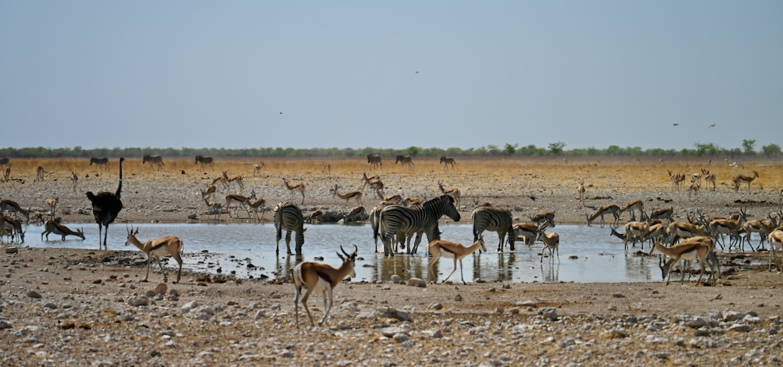 Zebras und Springbäcke im Etosha Nationalpark in Namibia