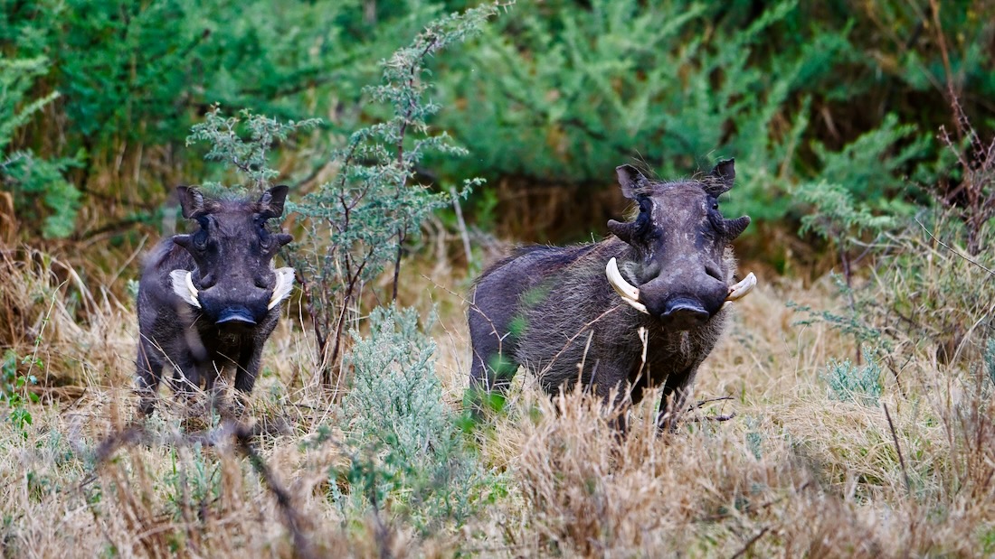 Zwei Warzenschweine in Namibia