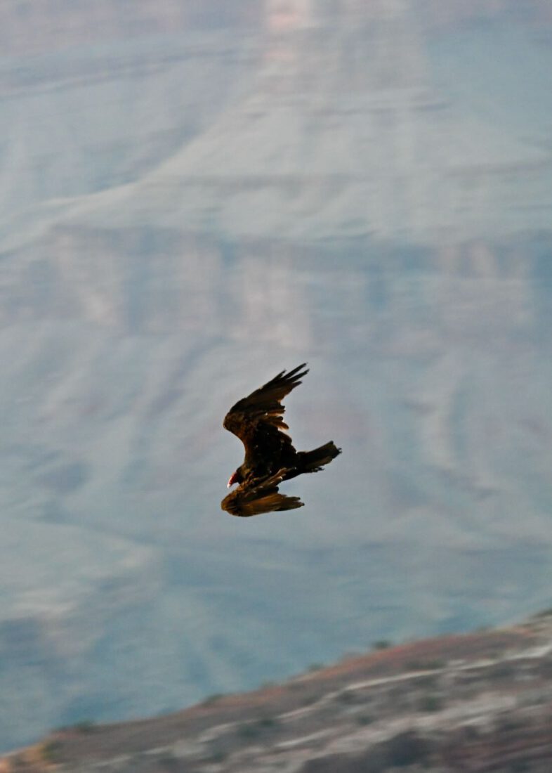 Kondor fliegt über Grand Canyon
