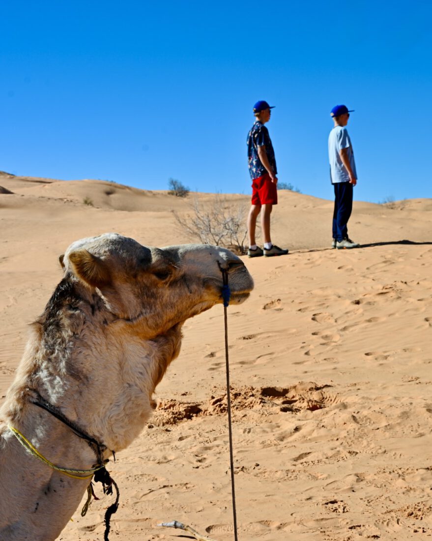 Flo und Ben mit einem Kamel in der Sahara
