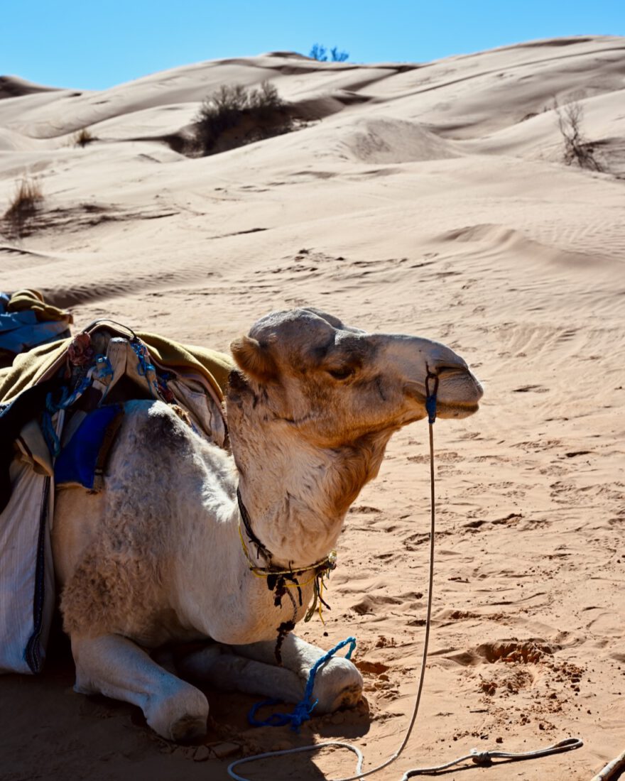 Kamel in der Wüste Sahara