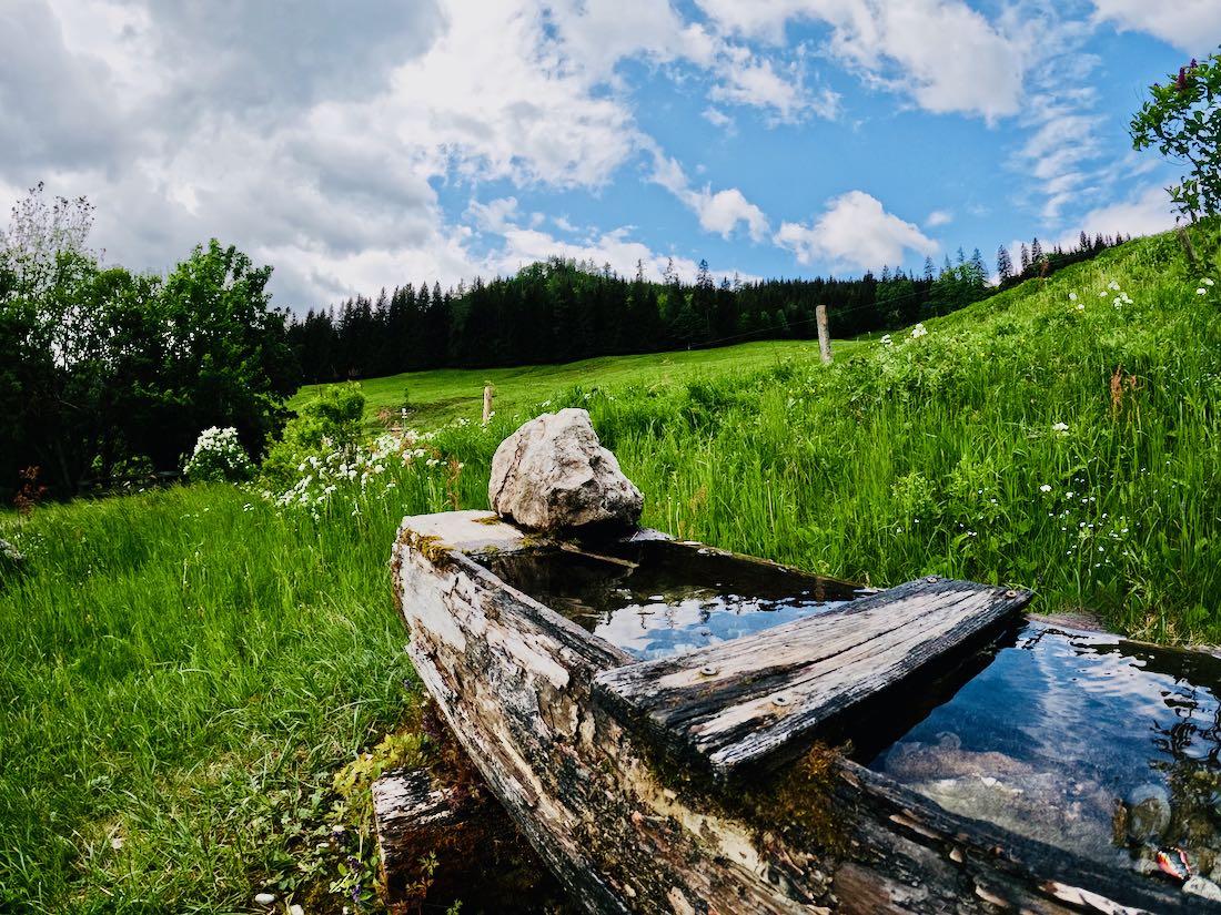 Auf der Falkensteinalm