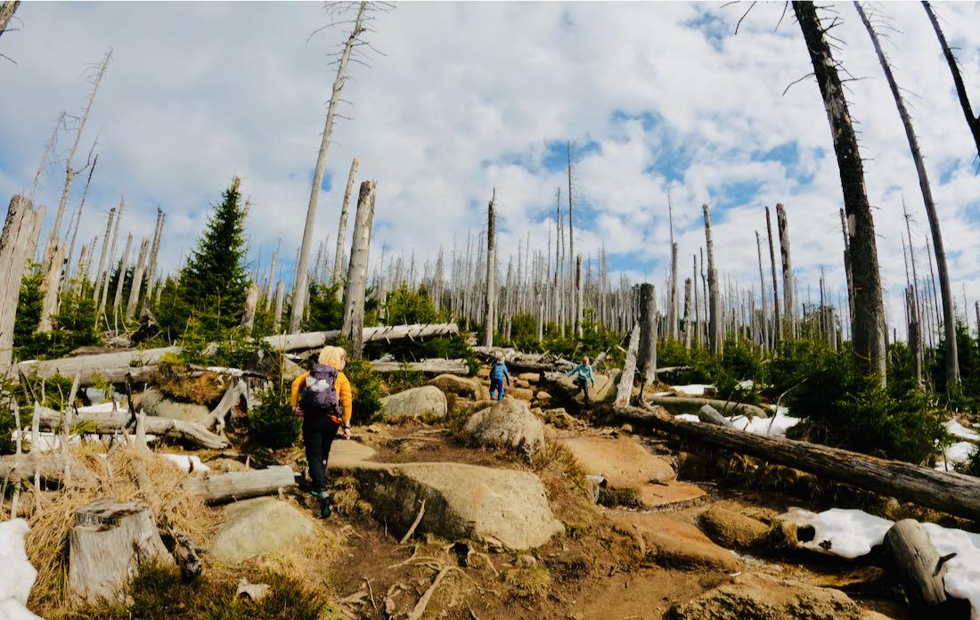 Der Harz ist kahl