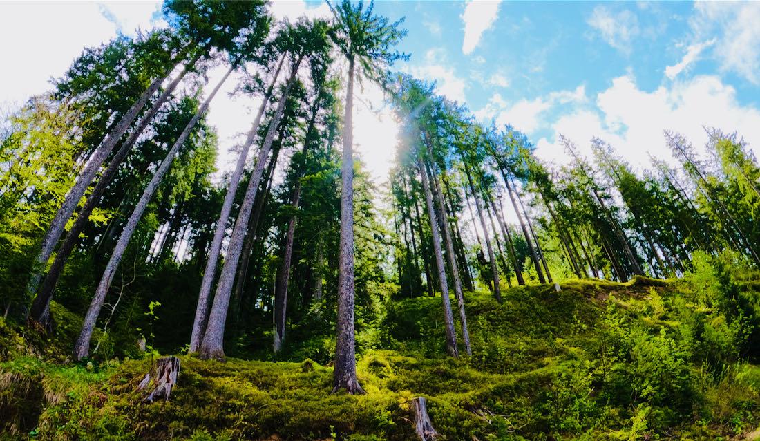 Der Wald - Hohe Salve