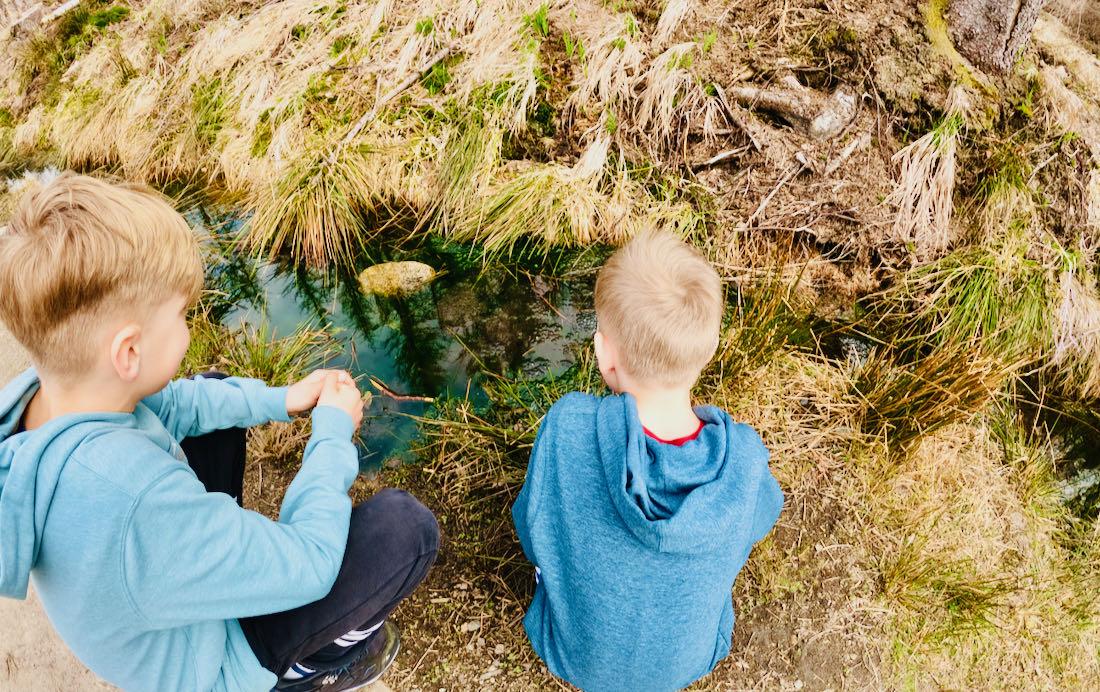 Frösche am Wegesrand