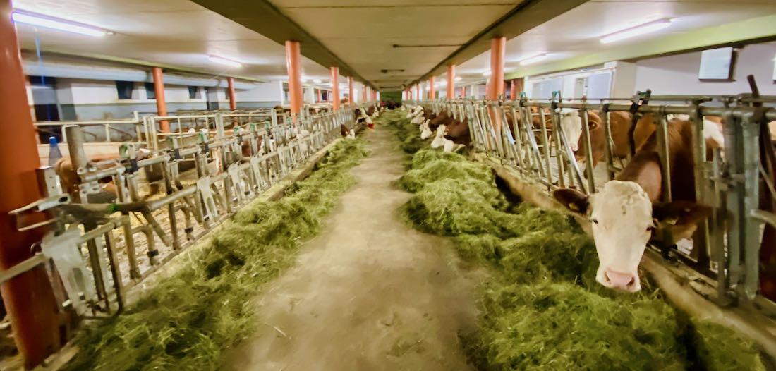 Kuhstall Maurerhof in Itter