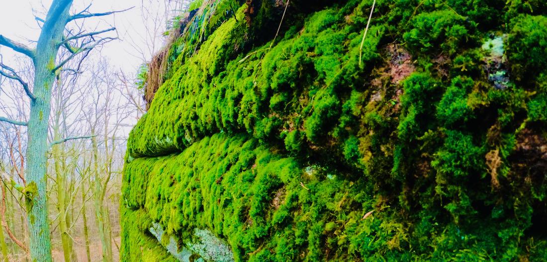 Königshainer Berge - Moos am Stein