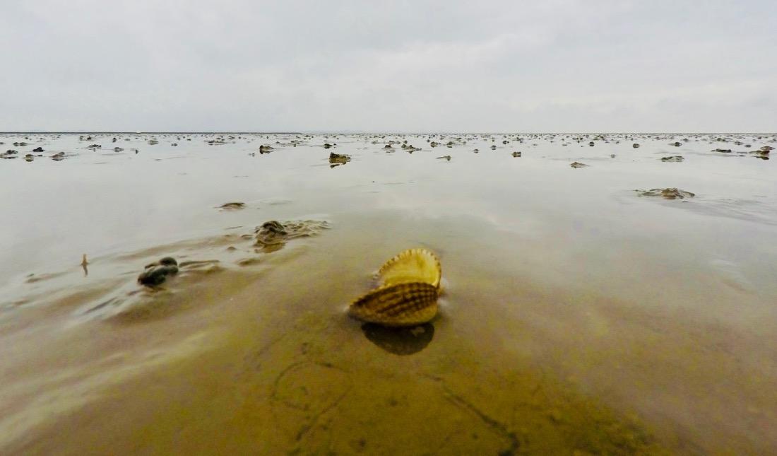Muschel im Watt der Nordsee