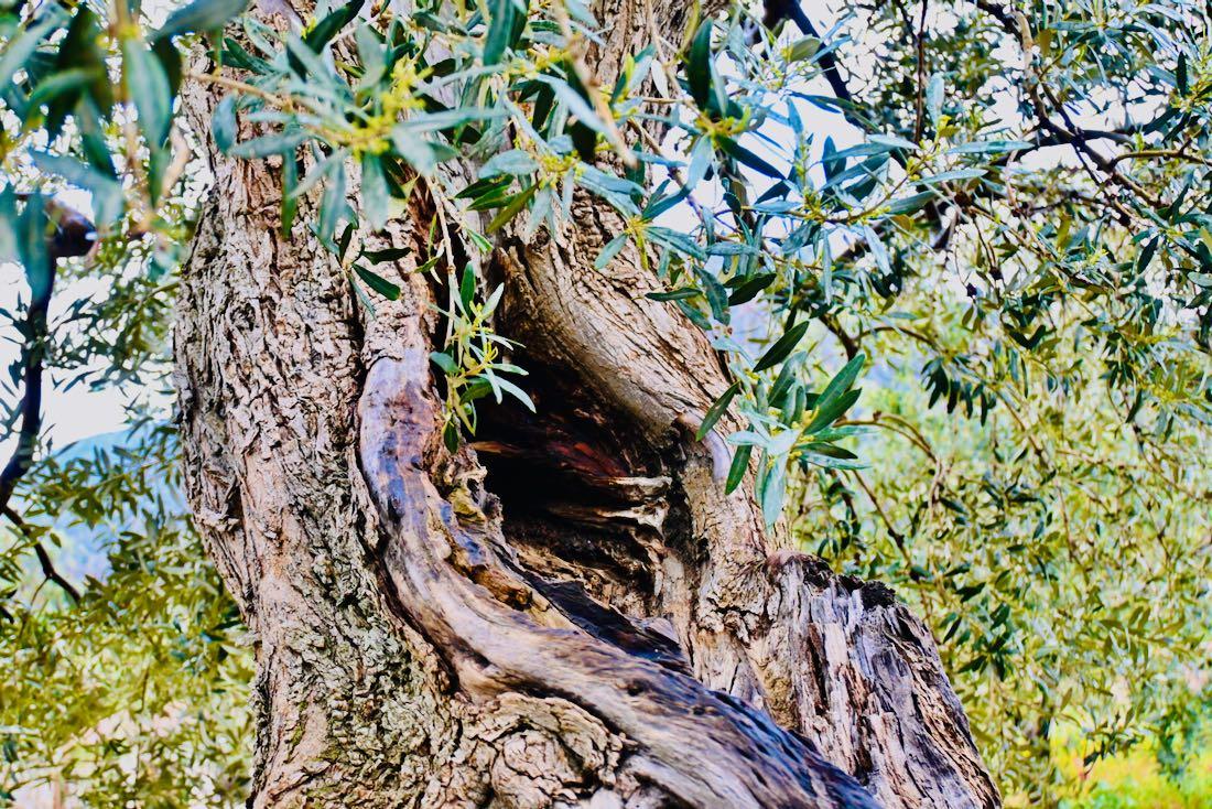 Olivenbaum von Dimitrios