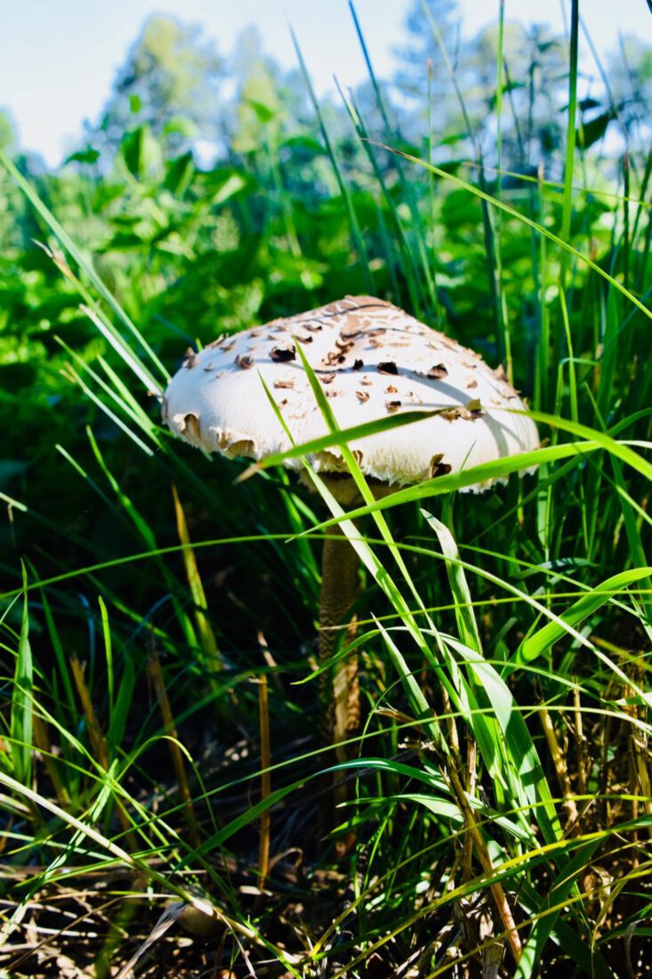 Pilz am Schlossteich